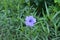 Single blue ruellia simplex blossoms