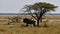 Single blue wildebeest antelope resting in shadow under acacia tree, Etosha.