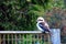 Single Blue-Winged Kookaburra resting on a fence