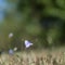 Single Bluebell closeup