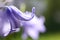 Single bluebell flower