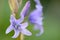 Single bluebell flower