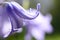 Single bluebell flower