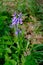 Single bluebell flowering in its natural environment