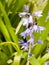 Single bluebell plant with beautiful blue petals