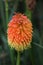 Single blurred red hot poker bloom portrait in orange and yellow