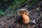 Single Boletus calopus fungus