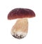 Single boletus isolated on white background