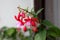 Single branch of Fuchsia decorative flowering plant with multiple fully open pendulous teardrop shaped light pink flowers