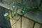 Single branch of raspberry blossoms growing through fence