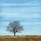 Single branchy tree without leaves in dry field under blue sky.