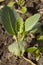 Single brassica seedling
