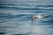 Single Breaching Dolphin Riding A Wave