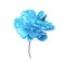 Single Bright blue Peony Flower. Isolated color pencil drawing flower head on white background.