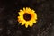 Single bright colorful yellow sunflower