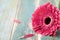 Single bright gerbera daisy flower closeup on vintage wooden background. Greeting card on mother or womans day.