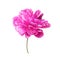Single Bright Pink Peony Flower. Isolated color pencil drawing flower head on white background.