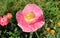 Single Bright Pink Poppy