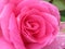 A Single Bright Pretty Pink Rose Flower Petal Closeup Blooming In Summer 2019