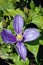 Single Bright Purple Clematis Flower