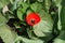 Single bright scarlet flowering tulip near burdocks