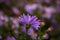 Single bright violet blue wood aster Symphyotrichum cordifolium on the blurred background. Perennial plant