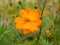 A single bright vivid orange blossom flower in the wild