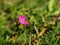 Single bright wild Dianthus flower in grass on wild meadow in Austrian Alps