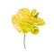 Single Bright Yellow Peony Flower. Isolated color pencil drawing flower head on white background.