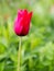 A single brightly cloured Red Tulip with a natural green background