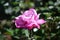 Single Brilliant Flowering Rose Blossom