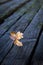 A single brown autumn leaf between dark coloured mossy wooden planks