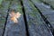 A single brown autumn leaf between dark coloured mossy wooden planks