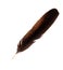 Single brown bird feather quill over white