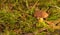 Single brown boletus mushroom in moss