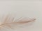 Single brown chicken feather on white background with korean soft pastel tone