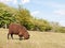 a single brown coated sheep in a field in the countryside in dedham essex of england in the uk by itself eating and relaxing on t