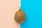 Single brown coconut on duotone peachy pink mint blue background. Creative food poster. Summer tropical vacation fun concept