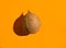 Single brown coconut on solid orange mustard ochre background. Hard light harsh shadows. Warm complementary colors palette