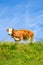 Single brown cow standing on the green Alpine pasture. Blue sky above. Cattle on the field. Cows grazing in the Alps. Farm animals