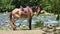 Single brown domestic horse with rural saddle stands on mountain riverbank