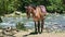 Single brown domestic horse with rural saddle stands on mountain riverbank