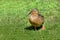 A single brown duck walks across a field on green grass