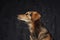 Single brown furred dog posing against dark background