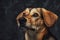 Single brown furred dog posing against dark background