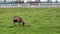 Single brown goat grazing in white fenced farm livestock area