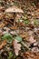 Single brown hairy fungus around foliage