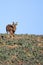 Single Brown Hare Lepus europaeus running towards camera, on t