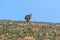 Single Brown Hare Lepus europaeus running towards camera, on t