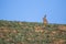 Single Brown Hare Lepus europaeus sitting on the skyline